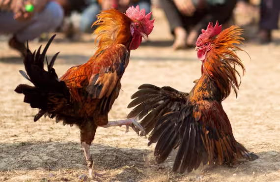 Illegal Cockfighting